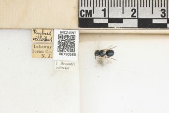 Media type: image;   Entomology 790585 Aspect: Labels